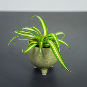 zielistka-chlorophytum-comosum-variegatum-baby