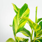 alpinia-zerumbet-variegata