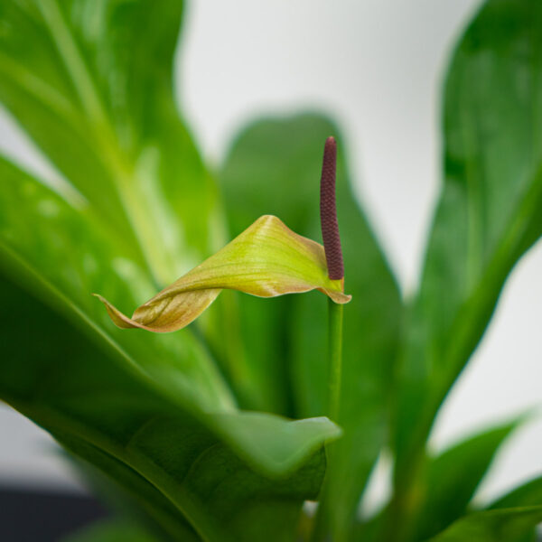 anthurium-ellipticum-jungle-bush anthurium-ellipticum-jungle-bush