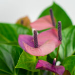 anthurium-baby-purple