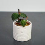 storczyk-anoectochilus-formosanus-jewel-orchid