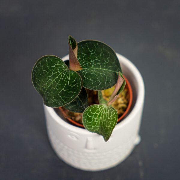 storczyk-anoectochilus-formosanus-jewel-orchid storczyk-anoectochilus-formosanus-jewel-orchid