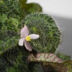 begonia-sizemoreae