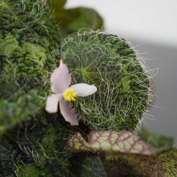 begonia-sizemoreae begonia-sizemoreae