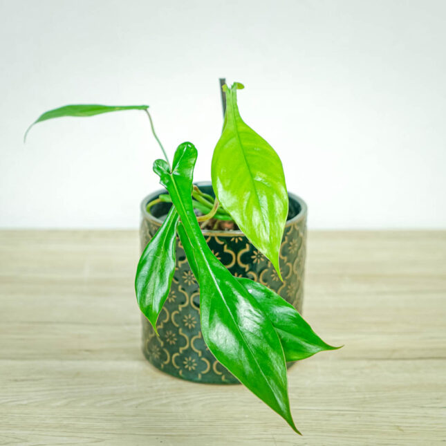 philodendron-joepii philodendron-joepii