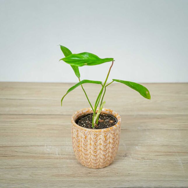 philodendron-joepii philodendron-joepii