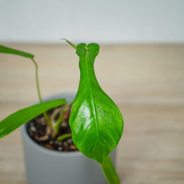 philodendron-joepii philodendron-joepii