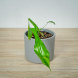 philodendron-joepii