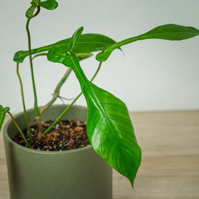 philodendron-joepii philodendron-joepii