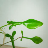 philodendron-joepii