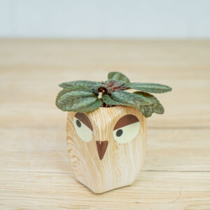 pilea-norfolk-baby