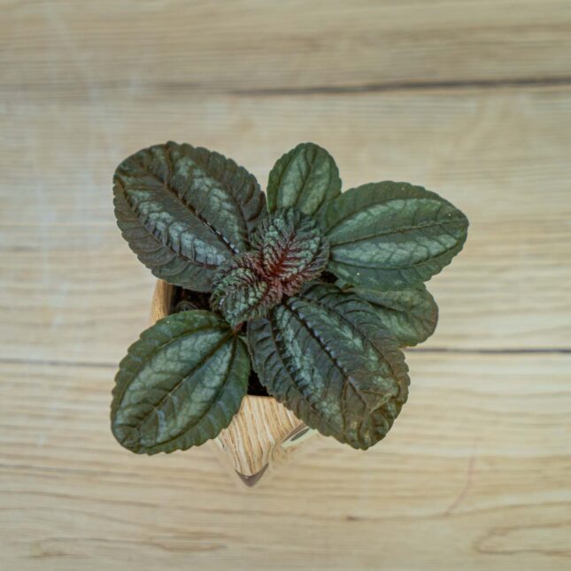 Pilea-cadierei-baby Pilea-cadierei-baby