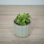 eonium-kiwi-aeonium-haworthii