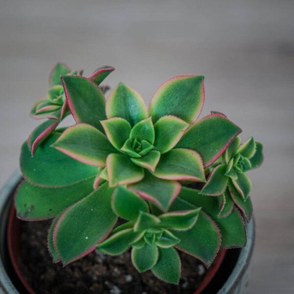 eonium-kiwi-aeonium-haworthii (2) eonium-kiwi-aeonium-haworthii