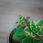 eonium-kiwi-aeonium-haworthii