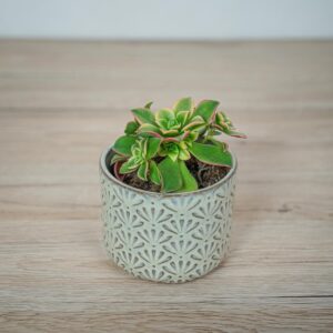 eonium-kiwi-aeonium-haworthii