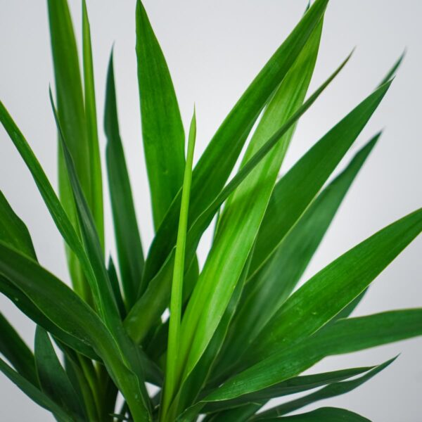 juka-yucca juka-yucca