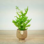 paproc-orliczka-zabkowana-pteris-straminea