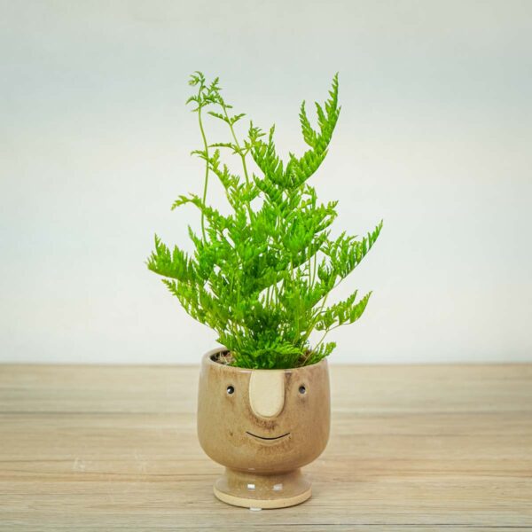 paproc-orliczka-zabkowana-pteris-straminea