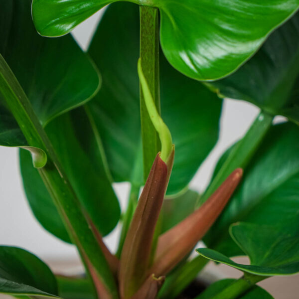 philodendron-imperial-green (2) philodendron-imperial-green