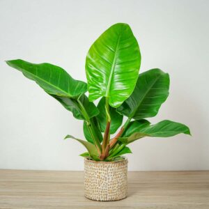 philodendron-imperial-green