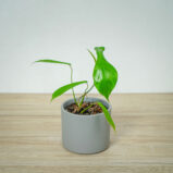 philodendron-joepii