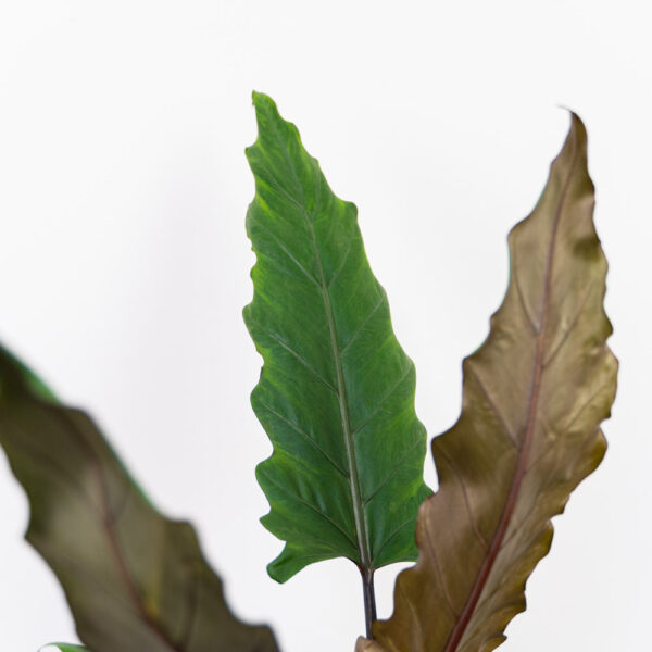 alokazja-lauterbachiana alokazja-lauterbachiana