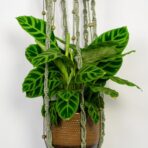makrama-peonia-oliwkowa