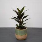 kordylina-fruticosa-rumba-cordyline