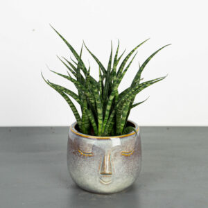sansevieria-fernwood-punk