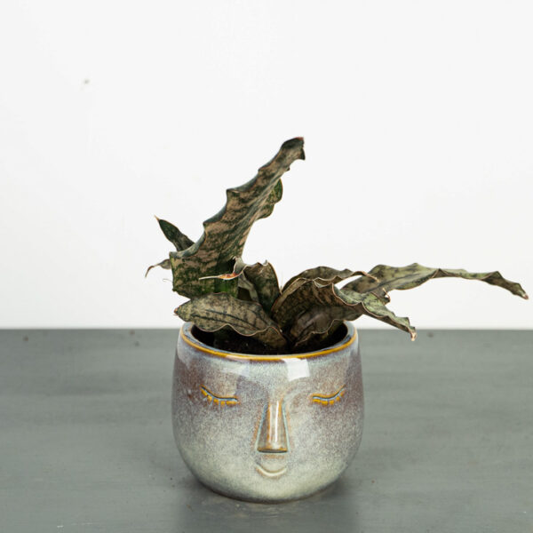 sansevieria-star-canyon-granite