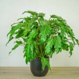 philodendron-xanadu