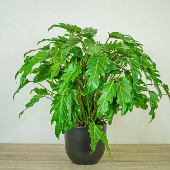 philodendron-xanadu philodendron-xanadu