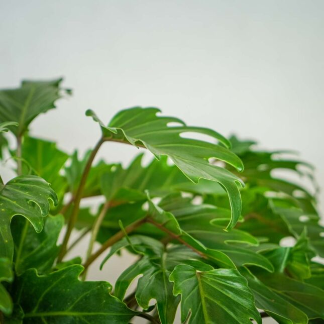philodendron-xanadu philodendron-xanadu