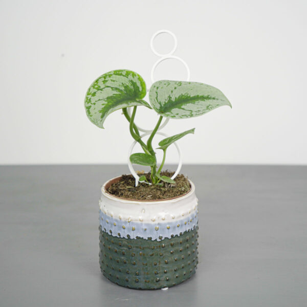 scindapsus-pictus-exotica scindapsus-pictus-exotica