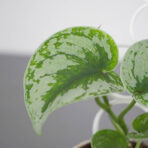 scindapsus-pictus-exotica