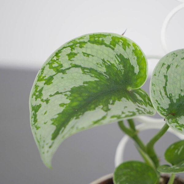 scindapsus-pictus-exotica scindapsus-pictus-exotica