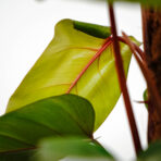 philodendron-red-emerald