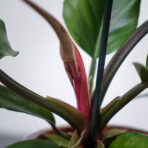 philodendron-pluto