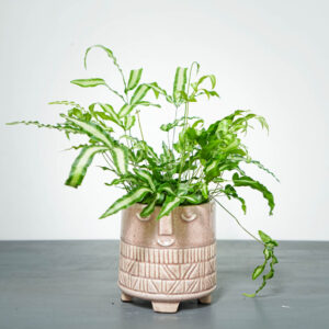 paproc-orliczka-kretenska-pteris-cretica