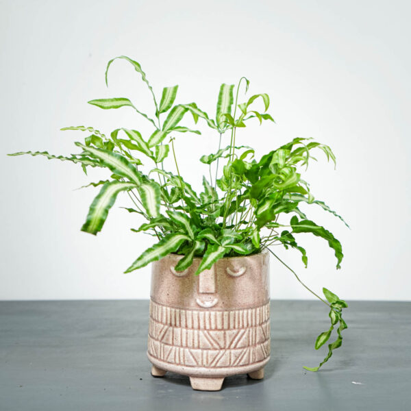 paproc-orliczka-kretenska-pteris-cretica