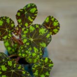begonia-bowera-tiger-baby