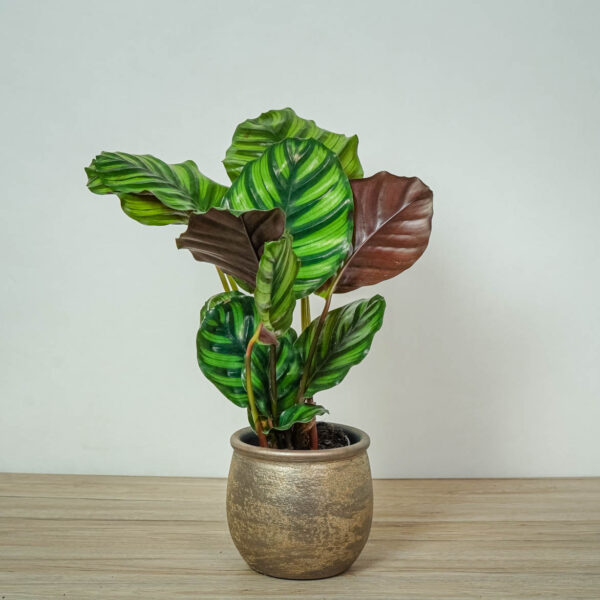 calathea-fasciata calathea-fasciata