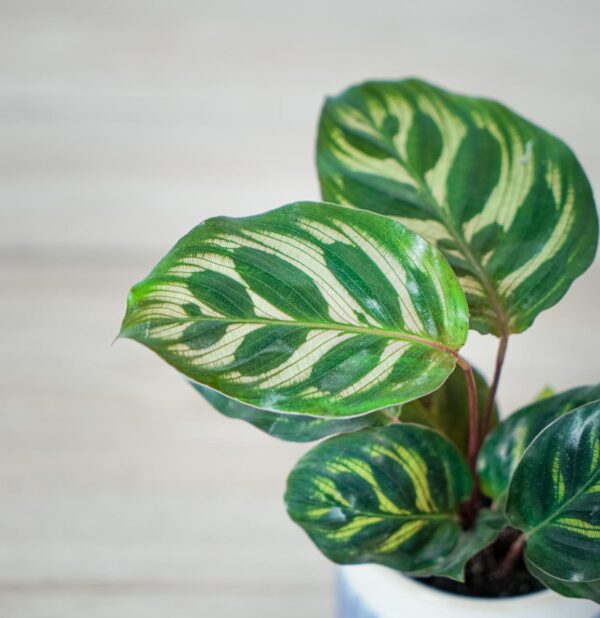 calathea-makoyana (2) calathea-makoyana-baby
