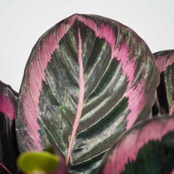 calathea-roseopicta-surprisestar (2) calathea-roseopicta-surprisestar