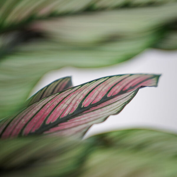calathea-white-star (3) calathea-white-star