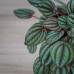 peperomia-piccolo-banda-albovittata