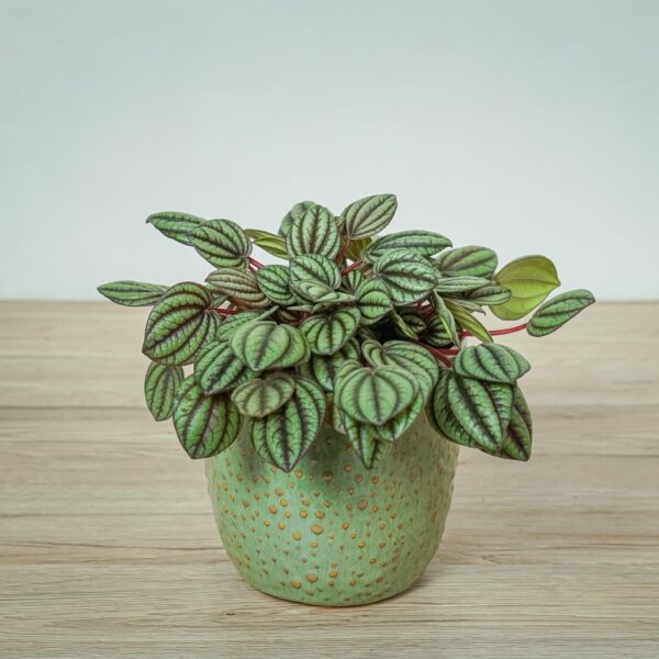 peperomia-piccolo-banda-albovittata peperomia-piccolo-banda-albovittata