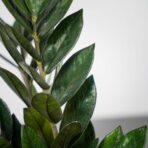 zamioculcas-supernova-zamiokulkas