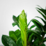 zamioculcas-zamiifolia-zenzi